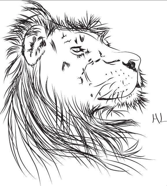 578x645 African Lion Sketch Tattoo Idea Sketches Lion - African Lion Sketch