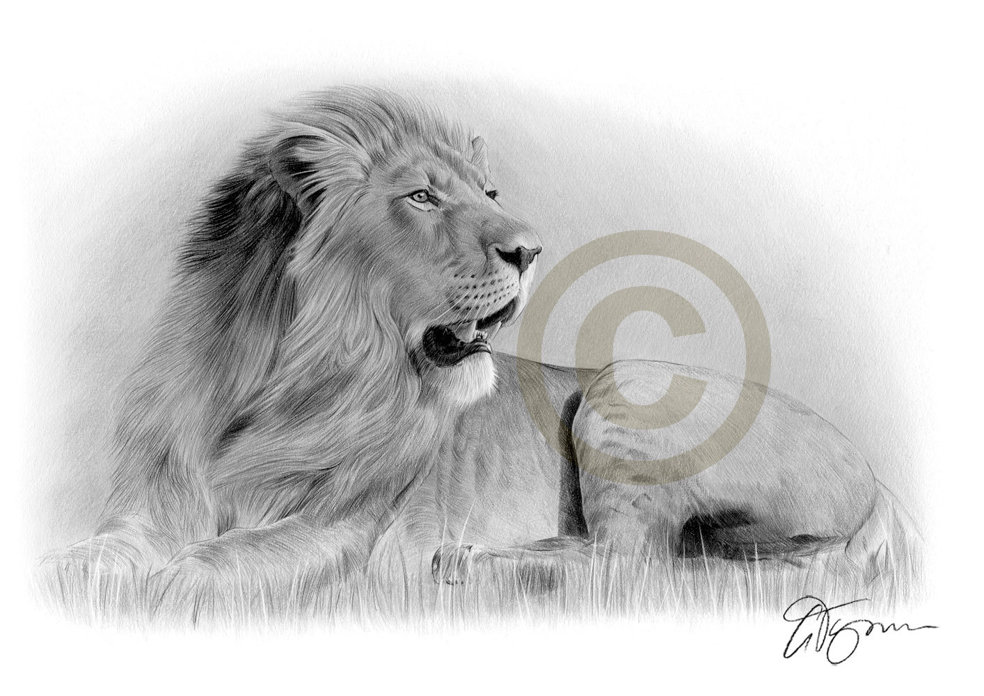 1414x1000 African Lion Pencil Drawing Print Big Cat Art Artwork Etsy - African Lion Sketch