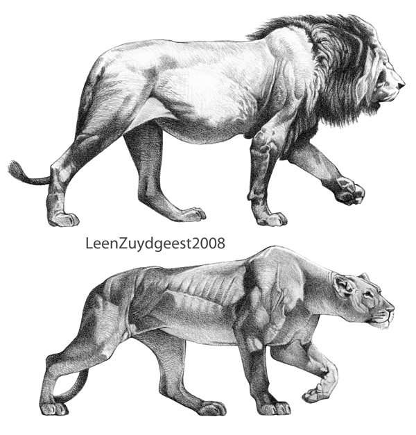 600x627 African Lion And Lioness By Leenzuydgeest - African Lion Sketch