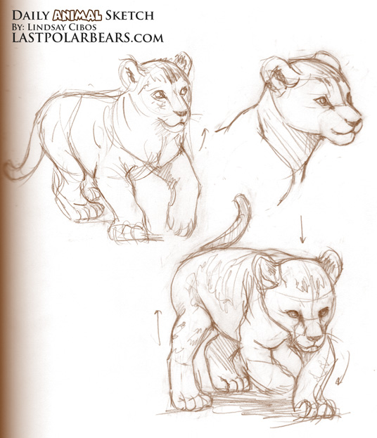 536x623 Daily Animal Sketch African Lion Cubs (2) Last Of The Polar Bears - African Lion Sketch