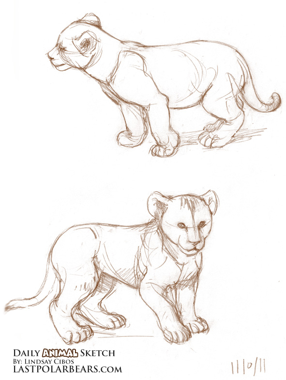 591x783 Daily Animal Sketch African Lion Cubs (3) Last Of The Polar Bears - African Lion Sketch