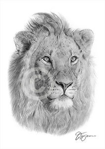 212x300 Lion African Wildlife Pencil Drawing Art Print A4 A3 Signed By - African Lion Sketch