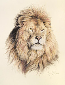 229x300 Male African Lion Drawings Fine Art America - African Lion Sketch