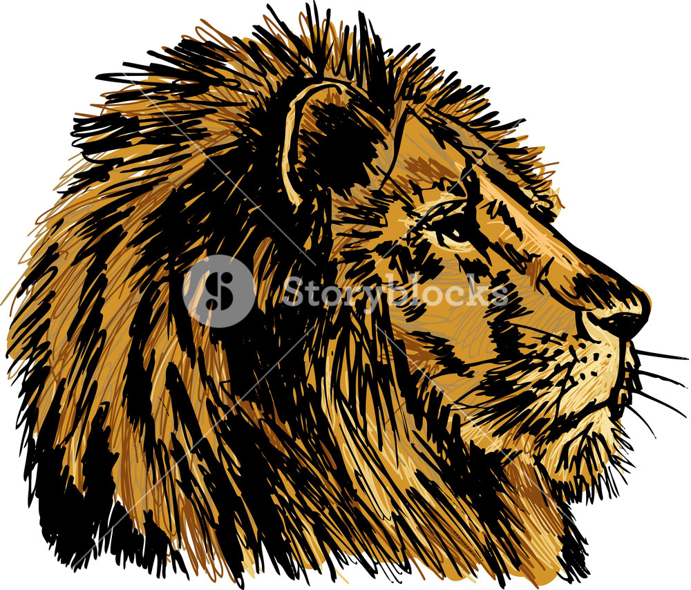 1000x854 Sketch Of A Big Male African Lion. Vector Illustration Royalty - African Lion Sketch