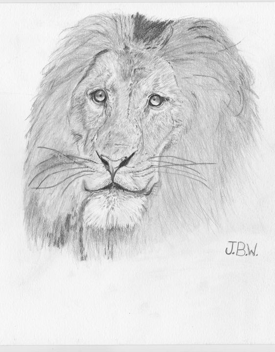 African Lion Sketch at PaintingValley.com | Explore collection of ...