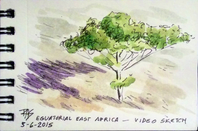 800x528 African Tree Pen Watercolor - African Tree Sketch