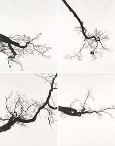 236x299 61 Best Trees For Africa Images Drawing Trees - African Tree Sketch