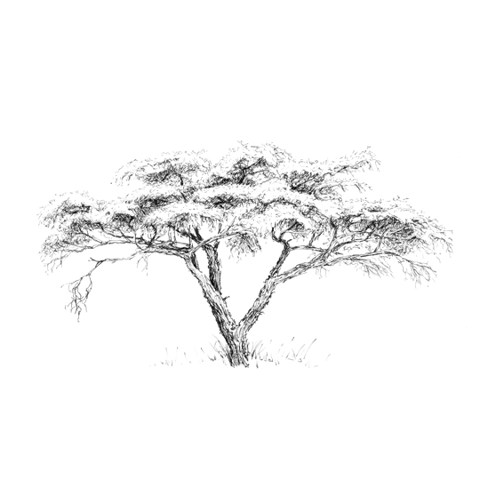 African Tree Sketch at PaintingValley.com | Explore collection of ...