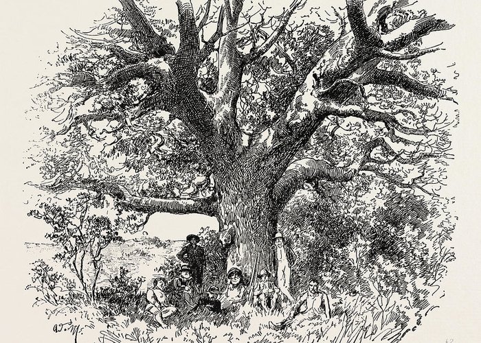 700x500 A Buck Hunting Excursion In South Africa A Yellow Wood Tree - African Tree Sketch