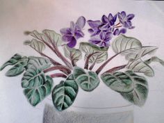 African Violet Sketch