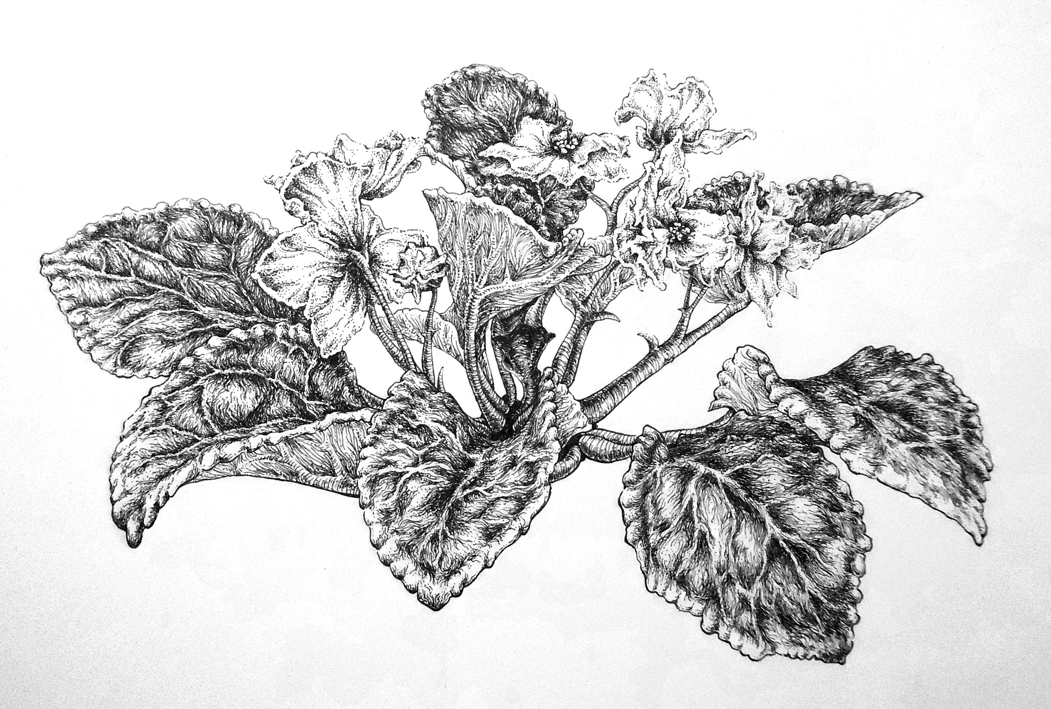 3480x2346 African Violets Kcluvsart - African Violet Sketch