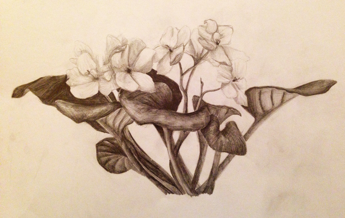 1400x886 African Violets On Behance - African Violet Sketch