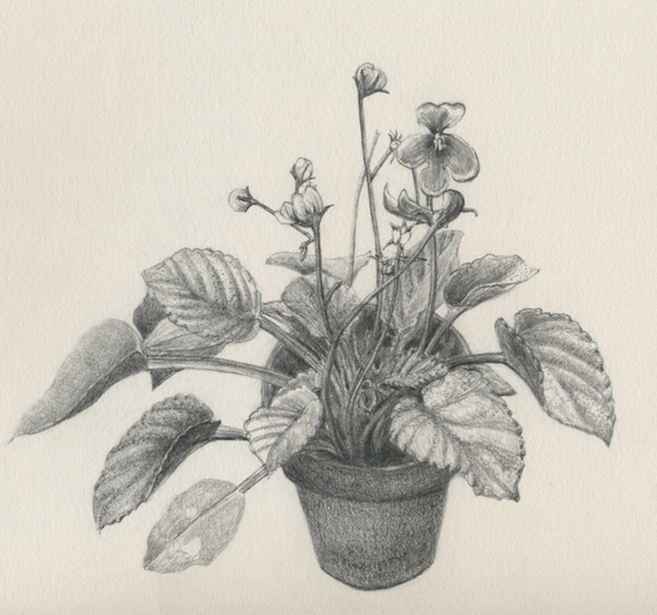 600x562 Exlpore, Fall In Love, And Draw It! Connecticut Natural Science - African Violet Sketch
