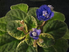 225x169 Houseplants Ebay - African Violet Sketch