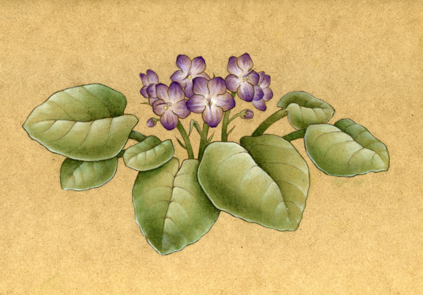 859x600 Illustration Art Of Diane Roth - African Violet Sketch