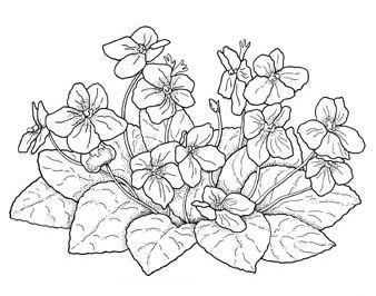 338x266 Image Result For African Violets Line Drawing Art Ideas Overflow - African Violet Sketch