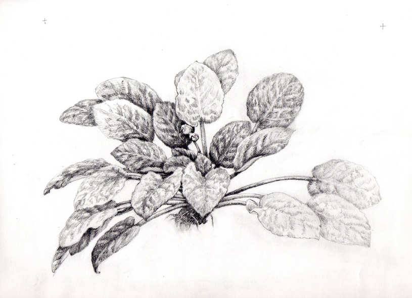 815x590 Maza Studio African Violet Drawing - African Violet Sketch