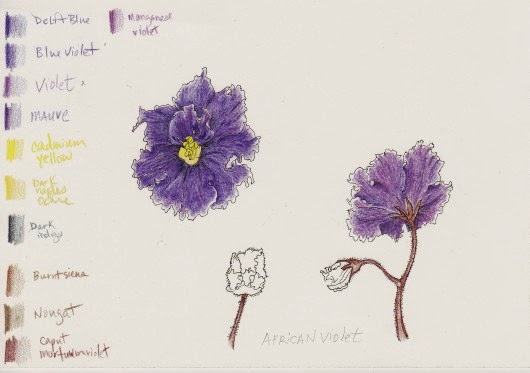 530x373 Sketches And A New Piece Carol F. Creech, Artist Amp Maker - African Violet Sketch