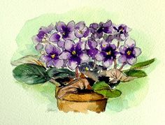 236x179 The 242 Best African Violets Images In 2018 African - African Violet Sketch