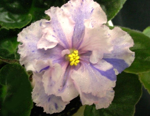 595x464 African Violet Chimera - African Violet Sketch