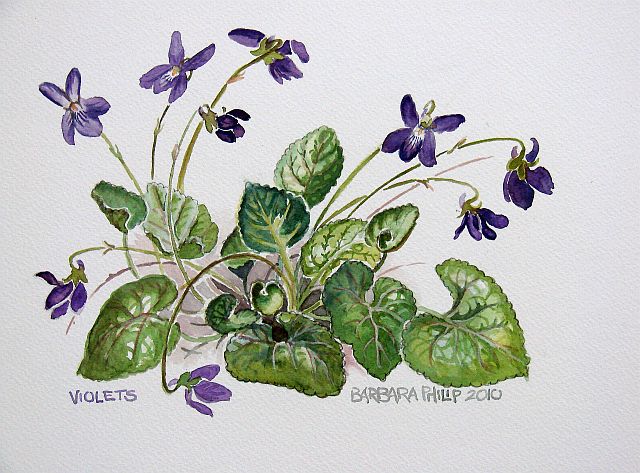 640x473 Violets Barbara Philip - African Violet Sketch