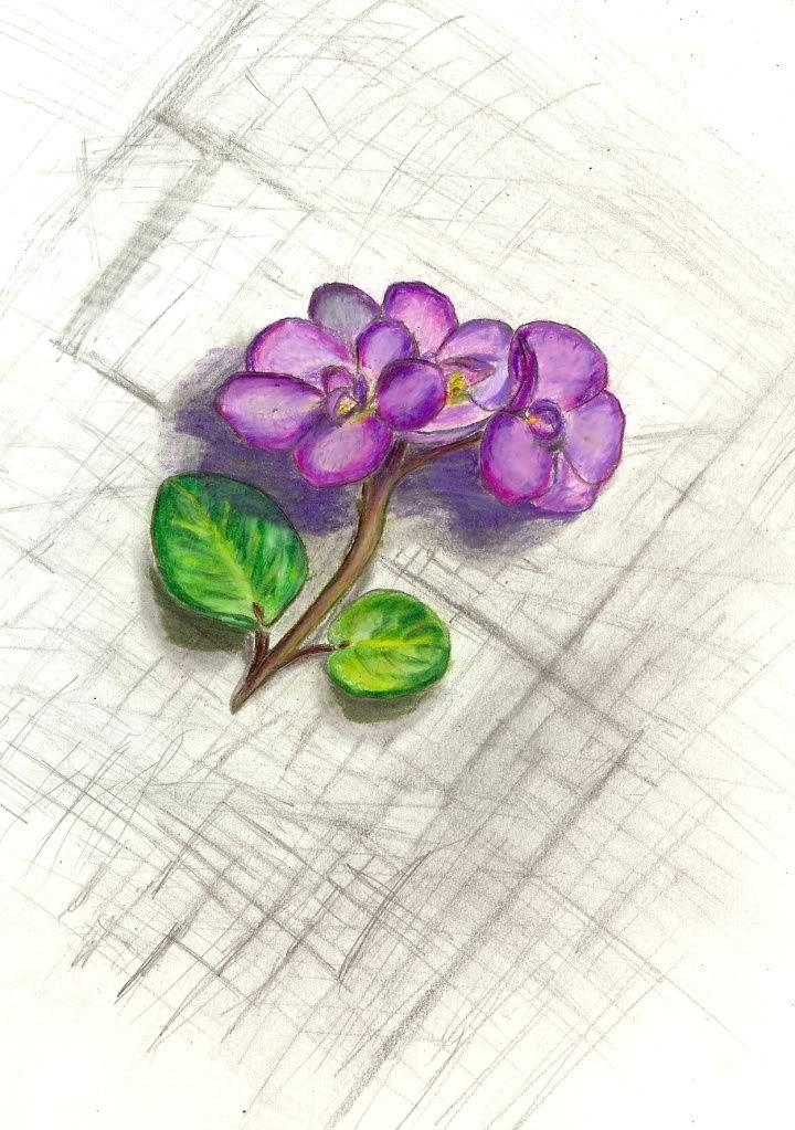 720x1023 African Violet Tattoo To Honor Grandma - African Violet Sketch