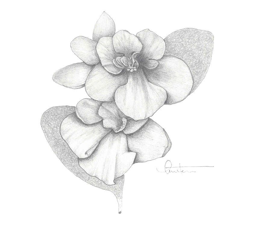 900x779 Drawings Of African Violets - African Violet Sketch