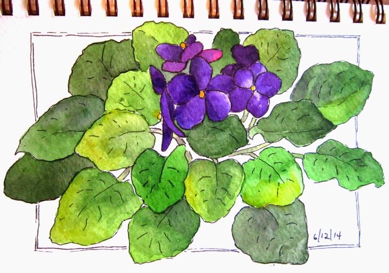800x562 Isketch4fun African Violet - African Violet Sketch