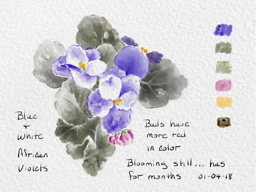 900x675 Sbwatercolors And Sketching African Violet Procreate Sketch - African Violet Sketch