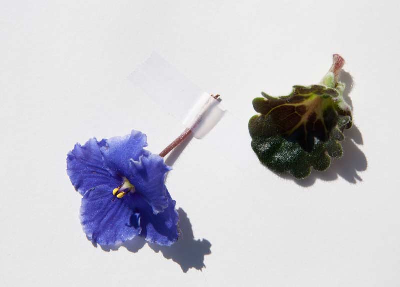 800x574 African Violet Daily Sketchpainting - African Violet Sketch