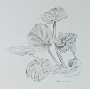 300x299 African Violet Drawing By Artist Gwen Bramley Ebay - African Violet Sketch