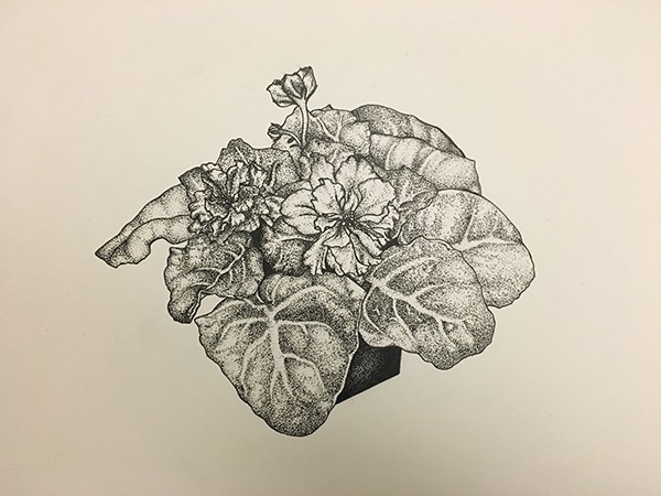 600x450 African Violet Drawing On Rit Portfolios - African Violet Sketch