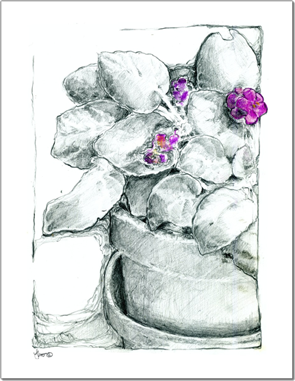 431x556 African Violet - African Violet Sketch