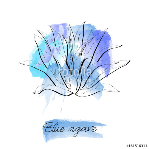 500x500 Blue Agave Hand Drawn Illustration In Sketch Style On Watercolor - Agave Sketch