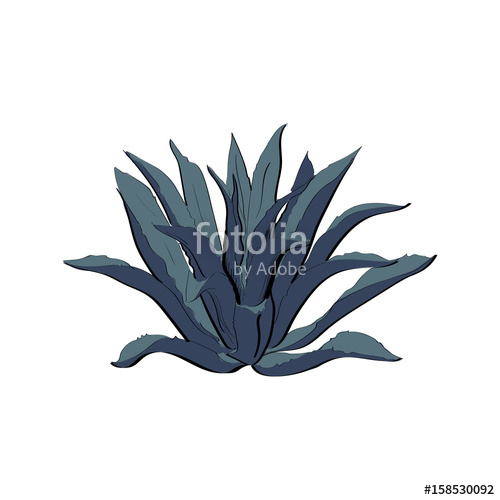 500x500 Blue Agave Hand Drawn Illustration In Sketch Style. Main Tequila - Agave Sketch