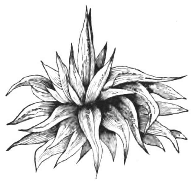 620x592 Fileagave Americana - Agave Sketch