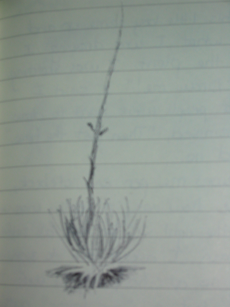 768x1024 Flowering Agave Sketch Do Agave Flower Maybe They - Agave Sketch