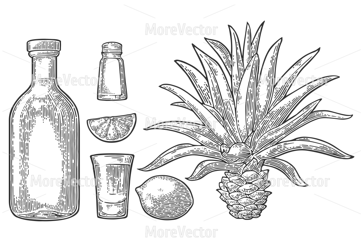 1160x772 Glass And Bottle Of Tequila. Cactus Blue Agave, Salt And Lime. By - Agave Sketch