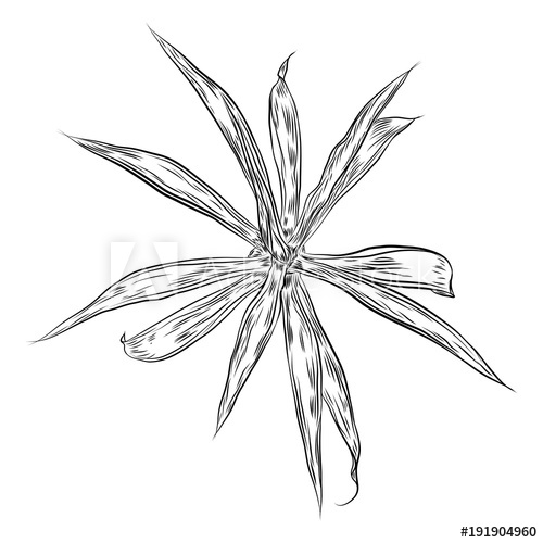 500x500 Hand Drawn Agave And Aloe Plant, Cactus Family. Desert Exotic - Agave Sketch