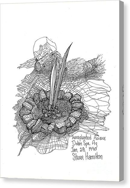431x622 Transplanted Agave Drawing By Karey And David Photography - Agave Sketch