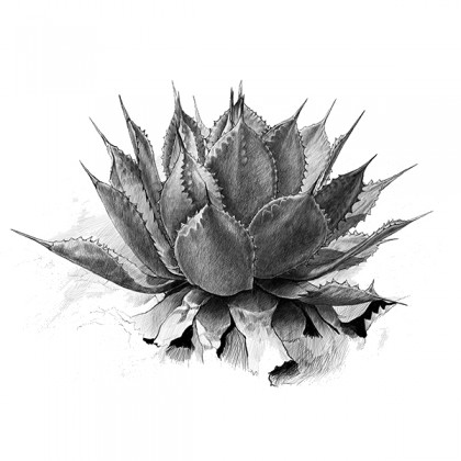 420x420 Writer Granville Greene Makes The Case For Knowing More About The - Agave Sketch