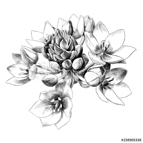 500x500 Agave Flower Buds Sketch Vector Graphics Black And White Drawing - Agave Sketch