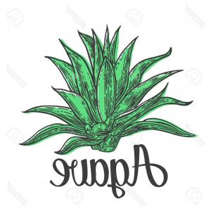 300x300 Blue Agave Tequila Ingredient Drawing Vector Sohadacouri - Agave Sketch