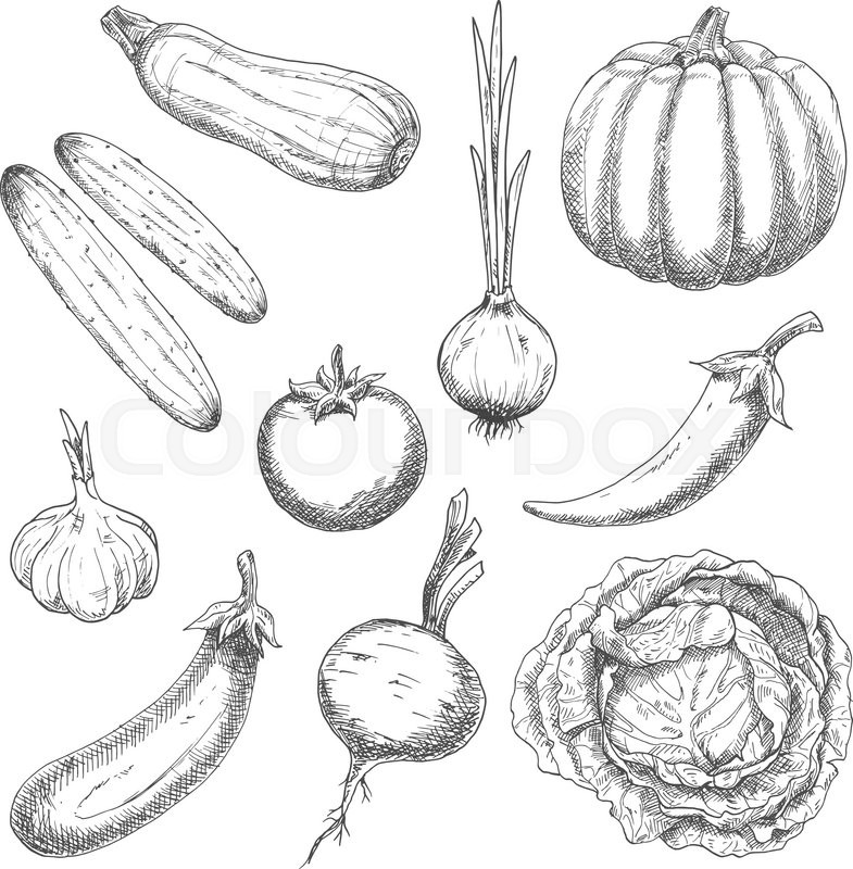 785x800 Wholesome Organically Grown Farm Vegetables Sketch Symbols With - Agriculture Sketch