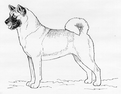 Akita Sketch at PaintingValley.com | Explore collection of Akita Sketch