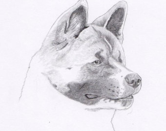 340x270 Akita Drawing Etsy - Akita Sketch
