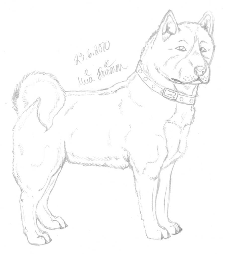 900x1013 Akita Sketch By 1miia - Akita Sketch