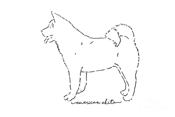 600x400 American Akita Sketch Art Print By Pablo Romero - Akita Sketch
