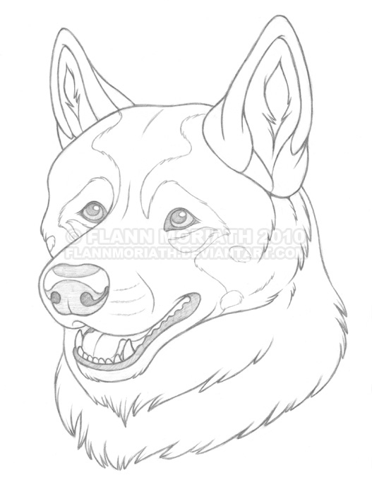 527x700 Buddy The American Akita By Flannmoriath - Akita Sketch