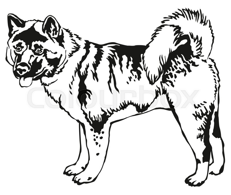 800x676 Decorative Portrait Of Standing In Profile American Akita, Vector - Akita Sketch